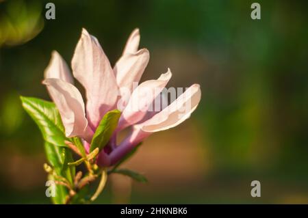 Rosa schöne Magnolienblüte im Frühlingsgarten, goldene Zeit, Nahaufnahme auf dunklem, unscharfem Hintergrund. Weicher Fokus. Stockfoto