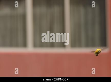 Zimmermannsbiene Xilocopa pubescens im Flug. Las Palmas de Gran Canaria. Gran Canaria. Kanarische Inseln. Spanien. Stockfoto