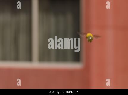 Zimmermannsbiene Xilocopa pubescens im Flug. Las Palmas de Gran Canaria. Gran Canaria. Kanarische Inseln. Spanien. Stockfoto