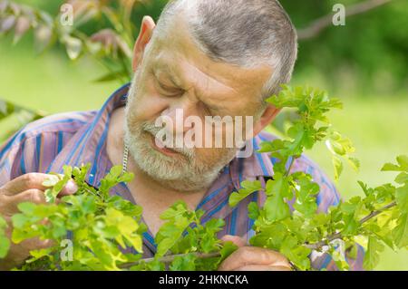 Porträt eines bärtigen kaukasischen älteren Mannes, der unreife Maulbeerbeeren in der Frühjahrssaison untersucht Stockfoto