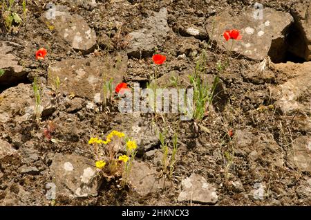 Mohnblumen Papaver rhoeas und Aeonium simsii in Blüte. Cueva Grande. San Mateo. Gran Canaria. Kanarische Inseln. Spanien. Stockfoto