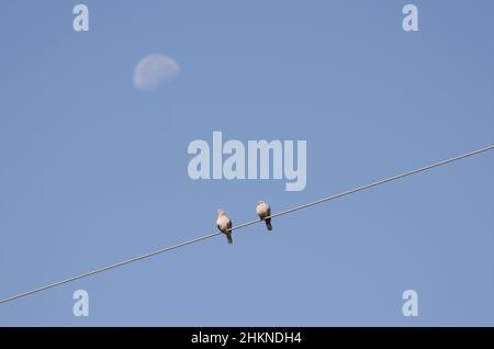 Eurasische Halsbauch-Tauben Streptopelia decaocto auf einem elektrischen Draht und abnehmenden Gibbous Mond. San Mateo. Gran Canaria. Kanarische Inseln. Spanien. Stockfoto