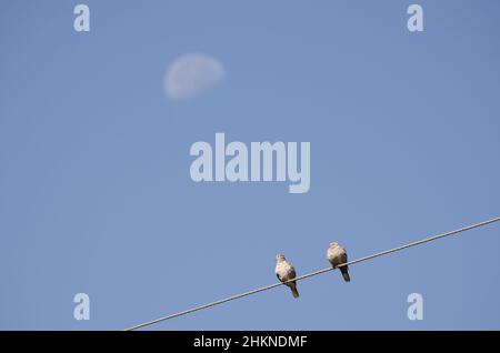 Eurasische Halsbauch-Tauben Streptopelia decaocto auf einem elektrischen Draht und abnehmenden Gibbous Mond. San Mateo. Gran Canaria. Kanarische Inseln. Spanien. Stockfoto