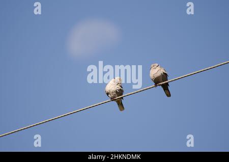 Eurasische Halsbauch-Tauben Streptopelia decaocto auf einem elektrischen Draht und abnehmenden Gibbous Mond. San Mateo. Gran Canaria. Kanarische Inseln. Spanien. Stockfoto