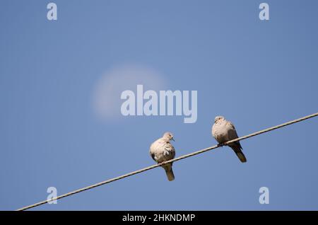 Eurasische Halsbauch-Tauben Streptopelia decaocto auf einem elektrischen Draht und abnehmenden Gibbous Mond. San Mateo. Gran Canaria. Kanarische Inseln. Spanien. Stockfoto