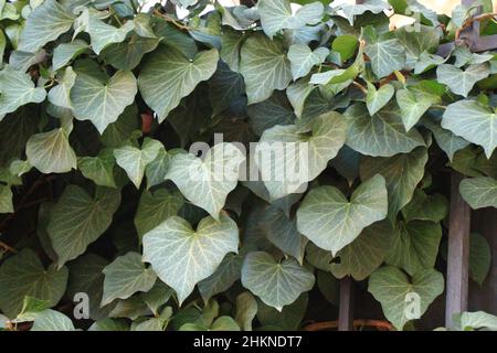 Hedera Helix am Zaun. Efeu. Ivy geht aus Stockfoto