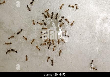 Die argentinischen Ameisen Linepitheema humile ernähren sich von den Resten einer Flüssigkeit. Cruz de Pajonales. Tejeda. Gran Canaria. Kanarische Inseln. Spanien. Stockfoto