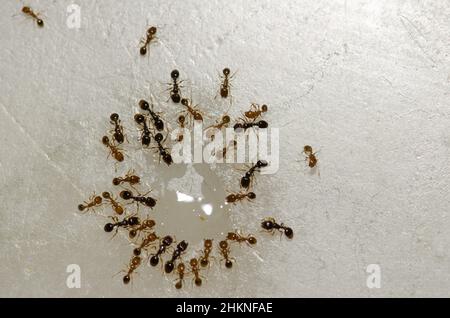 Die argentinischen Ameisen Linepitheema humile ernähren sich von den Resten einer Flüssigkeit. Cruz de Pajonales. Tejeda. Gran Canaria. Kanarische Inseln. Spanien. Stockfoto