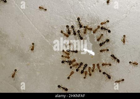 Die argentinischen Ameisen Linepitheema humile ernähren sich von den Resten einer Flüssigkeit. Cruz de Pajonales. Tejeda. Gran Canaria. Kanarische Inseln. Spanien. Stockfoto