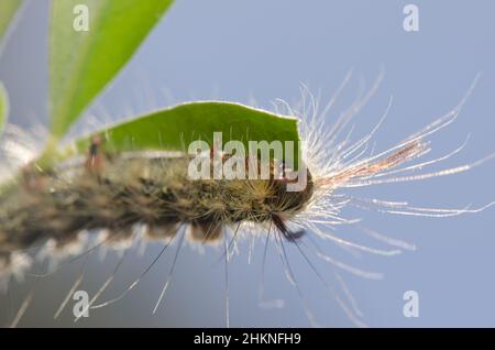 Raupe der Motte Calliteara fortunata frisst ein Blatt von Baum lucerne Chamaecytisus proliferus. Inagua. Gran Canaria. Kanarische Inseln. Spanien. Stockfoto