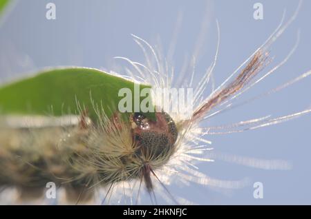 Raupe der Motte Calliteara fortunata frisst ein Blatt von Baum lucerne Chamaecytisus proliferus. Inagua. Gran Canaria. Kanarische Inseln. Spanien. Stockfoto