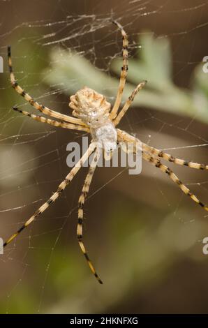 Gebänderte Gartenspinne Argiope trifasciata. Integral Natural Reserve von Inagua. Gran Canaria. Kanarische Inseln. Spanien. Stockfoto