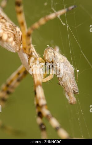 Gebänderte Gartenspinne Argiope trifasciata, die sich auf einer Heuschrecke ernährt. Integral Natural Reserve von Inagua. Gran Canaria. Kanarische Inseln. Spanien. Stockfoto