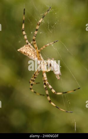 Gebänderte Gartenspinne Argiope trifasciata, die sich auf einer Heuschrecke ernährt. Integral Natural Reserve von Inagua. Gran Canaria. Kanarische Inseln. Spanien. Stockfoto