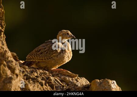 Jungtier des rotbeinigen Rebhuhns Alectoris rufa. Cruz de Pajonales. Integral Natural Reserve von Inagua. Tejeda. Gran Canaria. Kanarische Inseln. Spanien. Stockfoto