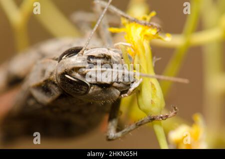 Marokkanische Heuschrecke Dociostaurus maroccanus beim Essen einer Blume. Integral Natural Reserve von Inagua. Gran Canaria. Kanarische Inseln. Spanien. Stockfoto