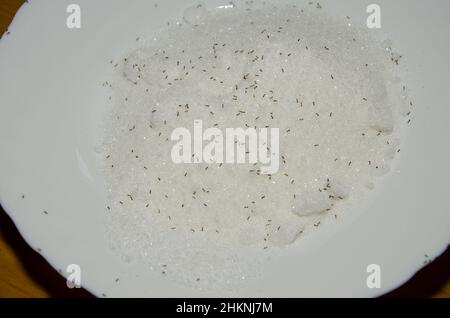 Argentinische Ameisen Linepitheema humile auf einem Teller Zucker. Cruz de Pajonales. Tejeda. Gran Canaria. Kanarische Inseln. Spanien. Stockfoto