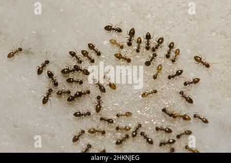 Die argentinischen Ameisen Linepitheema humile ernähren sich von den Resten einer Flüssigkeit. Cruz de Pajonales. Tejeda. Gran Canaria. Kanarische Inseln. Spanien. Stockfoto