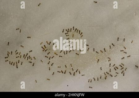 Die argentinischen Ameisen Linepitheema humile ernähren sich von den Resten einer Flüssigkeit. Cruz de Pajonales. Tejeda. Gran Canaria. Kanarische Inseln. Spanien. Stockfoto