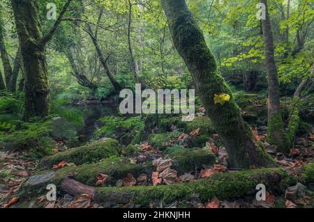 Moosbedeckte Felsen und Bäume in einem tiefen Wald in Galicien, Spanien Stockfoto