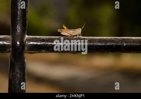 Marokkanische Heuschrecke Dociostaurus maroccanus auf der eisernen Stange eines Fensters. Cruz de Pajonales. Tejeda. Gran Canaria. Kanarische Inseln. Spanien. Stockfoto