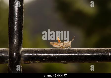 Marokkanische Heuschrecke Dociostaurus maroccanus auf der eisernen Stange eines Fensters. Cruz de Pajonales. Tejeda. Gran Canaria. Kanarische Inseln. Spanien. Stockfoto