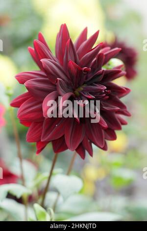 Dahlia 'Sam Hopkins' zeigt charakteristische dunkelsamtig-rote Blüten. VEREINIGTES KÖNIGREICH Stockfoto