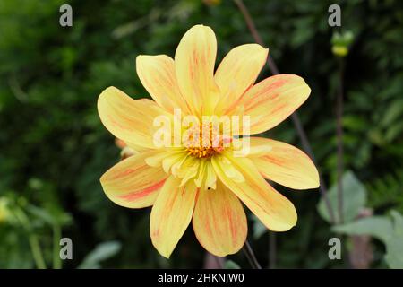 Dahlia 'Asphire Julie', Colmarette Dahlia mit Aprikosenblüten blüht im September. VEREINIGTES KÖNIGREICH Stockfoto