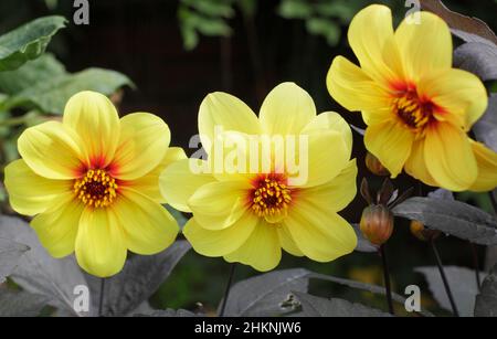 Dahlia „Hadrians Sonnenlicht“, gelbe, offene Blüten mit dunkelviolettem Laub. VEREINIGTES KÖNIGREICH Stockfoto