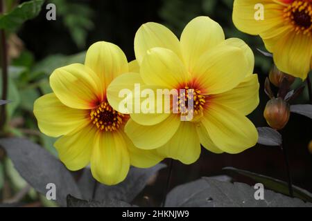 Dahlia „Hadrians Sonnenlicht“, gelbe, offene Blüten mit dunkelviolettem Laub. VEREINIGTES KÖNIGREICH Stockfoto