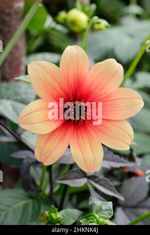 Dahlia „Hadrian’s Sunset“, dunkles Laub und orangefarbene Bronzeblüten. VEREINIGTES KÖNIGREICH Stockfoto