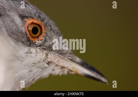 Kopf der sardischen Waldsänger Sylvia melanocephala leucogastra. Weiblich. Die Mulato Schlucht. Naturschutzgebiet von Inagua. Gran Canaria. Kanarische Inseln. Spanien. Stockfoto