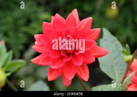 Dahlia Taratahi Ruby, kleine wasserlilige Dahlie mit feurig roten Blüten im September. VEREINIGTES KÖNIGREICH Stockfoto