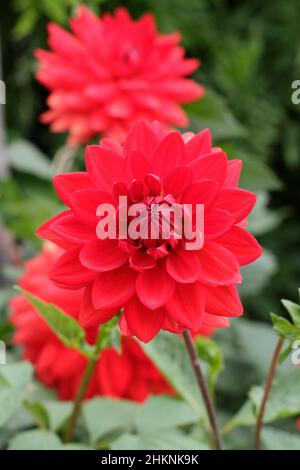 Dahlia Taratahi Ruby, kleine wasserlilige Dahlie mit feurig roten Blüten im September. VEREINIGTES KÖNIGREICH Stockfoto