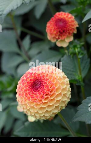 Dahlia Rosmarin Dawn, große Pompom Dahlia mit Orangenblüten, die im September blühen. VEREINIGTES KÖNIGREICH Stockfoto