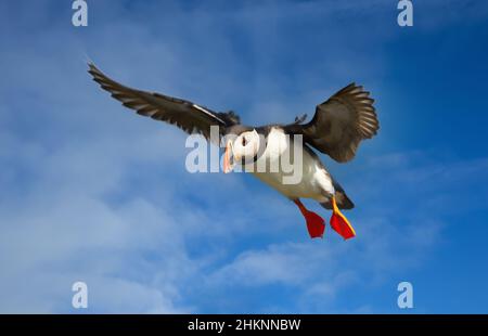 Nahaufnahme eines Atlantischen Paffins im Flug, Großbritannien. Stockfoto