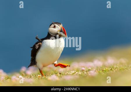 Nahaufnahme des Atlantischen Papageitauchtauchtauchens mit Sandaalen, die im Sommer auf einer Wiese spazieren, Großbritannien. Stockfoto