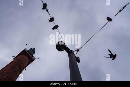 Darmstadt, Deutschland. 05th. Februar 2022. Am grauen Himmel über der Stadt landet eine Taube (r) auf einem Draht. Auf der linken Seite befindet sich das Ludwig-Denkmal, das mitten auf dem Luisenplatz in der Innenstadt steht. Kredit: Frank Rumpenhorst/dpa/Alamy Live Nachrichten Stockfoto