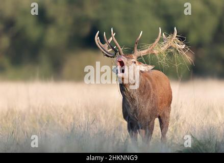 Nahaufnahme eines Rothirschhirsches, der während der Brunftzeit im Herbst in Großbritannien ruft. Stockfoto
