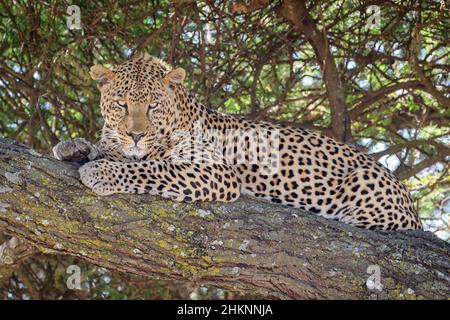 Afrikanischer Leopard (Panthera pardus), der im Baum liegt und die Kamera anschaut, Ngorongoro-Schutzgebiet, Afrika. Stockfoto
