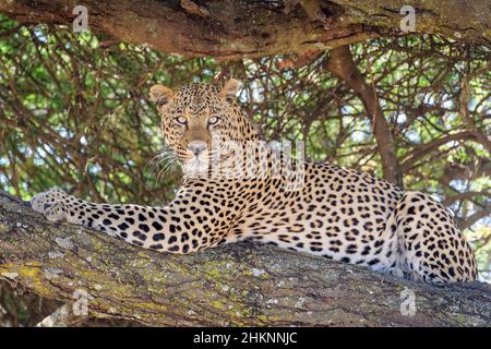 Afrikanischer Leopard (Panthera pardus), der im Baum liegt und die Kamera anschaut, Ngorongoro-Schutzgebiet, Afrika. Stockfoto