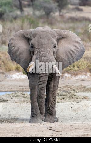 Afrikanischer Elefant (Loxodonta africana), Stier beim Gehen, Blick auf die Kamera, Ngorongoro Conservation Area, Tansania, Afrika. Stockfoto