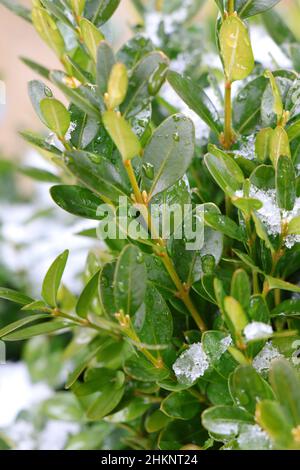 Buxus sempervirens mit grünem Hintergrund. Buxus. Buchsbaum Stockfoto