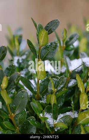 Buxus sempervirens mit grünem Hintergrund. Buxus. Buchsbaum Stockfoto