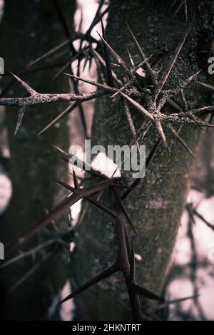 Dorniger Stamm von Akazienbaum, der in der Natur aus nächster Nähe mit Schnee bedeckt ist Stockfoto