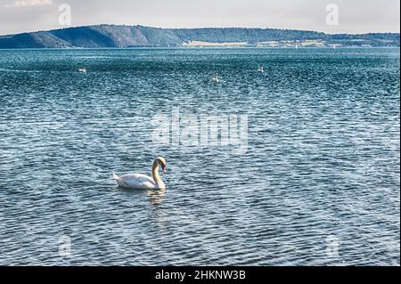 Wunderschöner weißer Schwan mit goldenem Licht am Nachmittag auf dem See Bracciano, in der Nähe von Rom, Italien Stockfoto