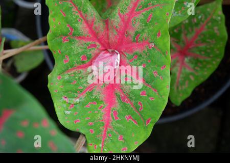 Verschiedene Arten von Taro-Blume, Zierpflanzen sind schön, dekorative Pflanze, Caladium Blume. Wassertropfen in Blüte Stockfoto