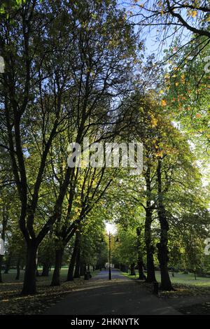 Herbstfarben in Bäumen entlang des breiten Spaziergangs Park, King's Lynn, Norfolk, England Stockfoto