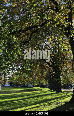 Herbstfarben in Bäumen entlang des breiten Spaziergangs Park, King's Lynn, Norfolk, England Stockfoto