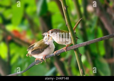 Gewöhnlicher Reitvögel mit Küken auf einem Ast Stockfoto